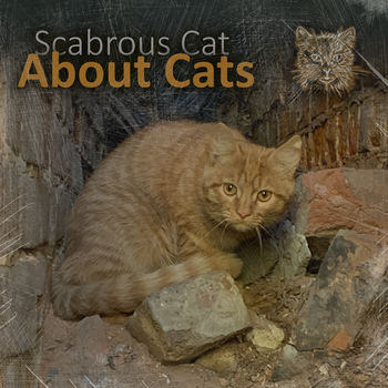 About Cats (Instrumental Mix)