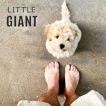 Little giant
