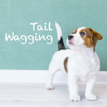 Tail wagging